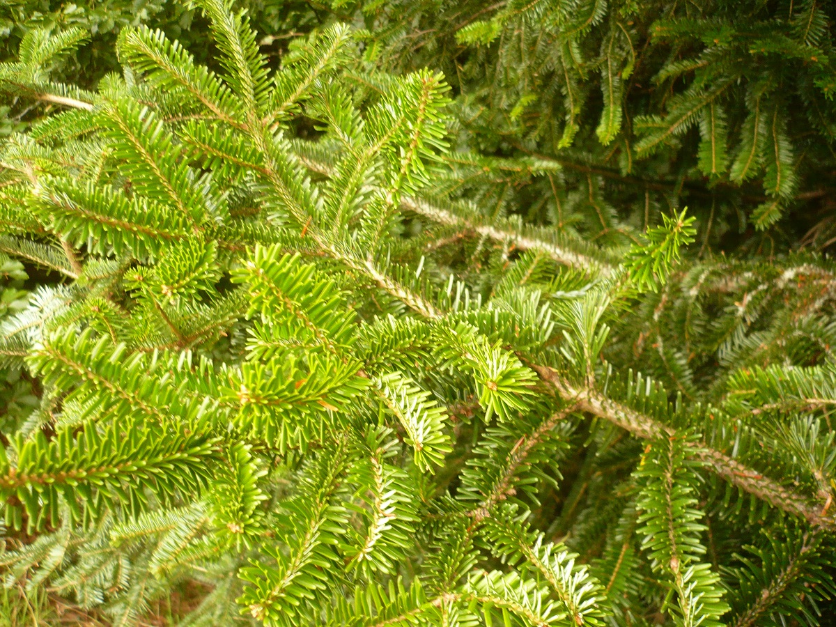 Abies nordmanniana (Pinaceae)